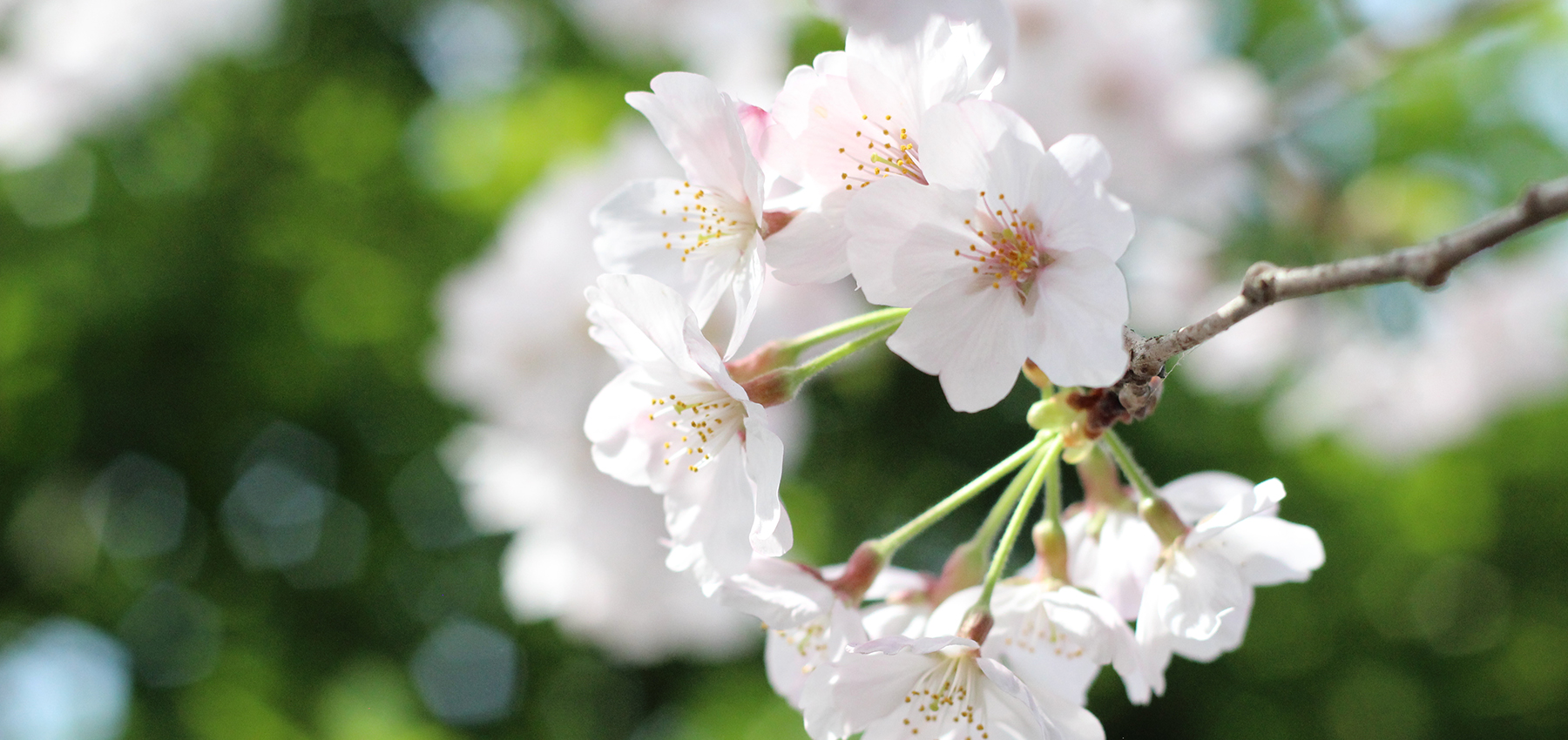 トップイメージ02